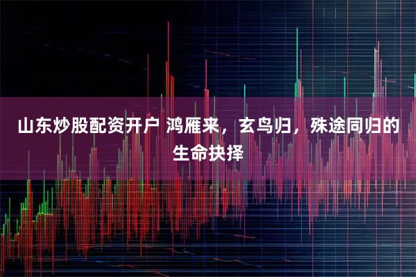 山东炒股配资开户 鸿雁来，玄鸟归，殊途同归的生命抉择
